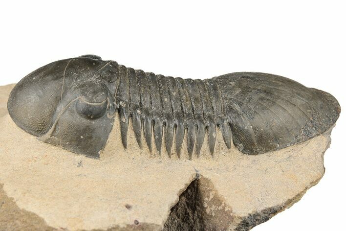 Detailed Paralejurus Trilobite - Atchana, Morocco #204246